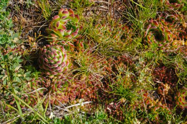 Türkiye 'nin orta kesiminde ortak konut (Sempervivum tectorum)
