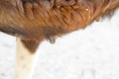 Kahverengi köpeğin göğsü.