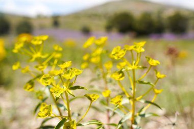 Sarı - yeşil kır çiçekleri. Yaygın spurge yeşil yapraklı bilinen euphorbia esula, spurge, spurge, Wolf'un süt veya kurt-süt.
