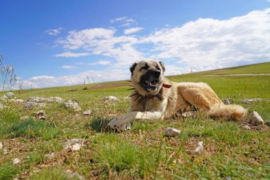Çivili demir yakalı Anadolu çoban köpeği çayırda yatıyor. (Çivilenmiş demir tasma köpeğin boynunu kurda karşı korur..