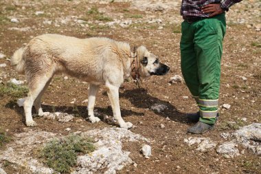 Çivili demir yakalı Anadolu çoban köpeği Shepherd 'a yaklaşıyor.
