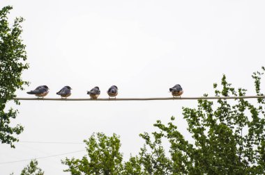 Yavru kırlangıçlar, izole edilmiş beyaz arka planda yemek için annelerini tellerde bekliyorlar.