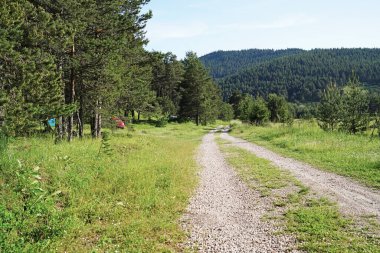 Patikanın yakınındaki çam ormanında kamp alanı.