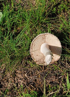 Sadece topraktan çıkarılmış beyaz mantar.