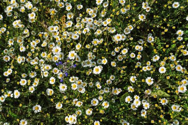 Güneşin altında tek bir mavi (mor) çiçekli birçok papatya çiçeğinin üst görüntüsü