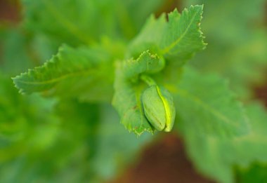 Beyaz gelincik çiçeği tomurcuğunun üst görüntüsünü kapat
