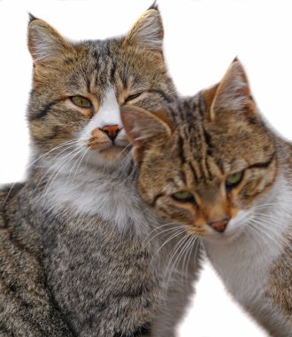 Birbirini seven iki kedi birbirlerini soyutlanmış beyaz arka plana sürterler.