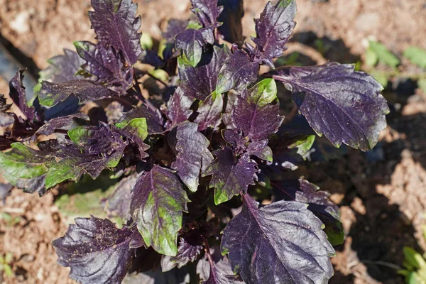 Purple basil growing in an organic garden in summer time under the sun in Turkey..