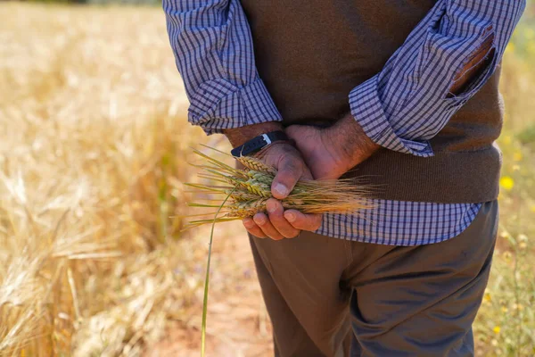 Фермер Або Сільськогосподарський Чоловік Тримає Деякі Вуха Пшениці Спиною Полі — стокове фото