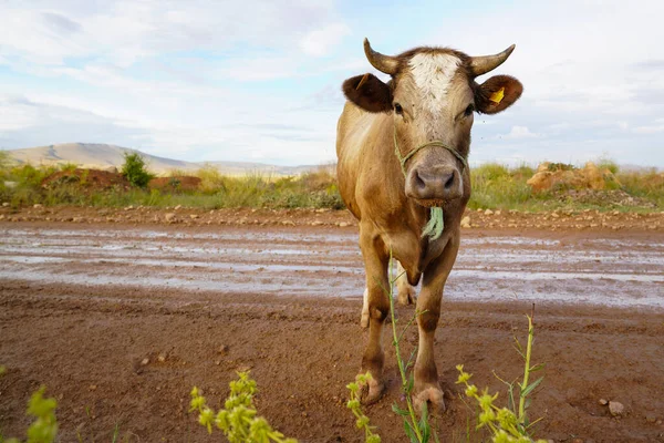 Цікава Коричнева Корова Брудній Дорозі Дивлячись Камеру — стокове фото