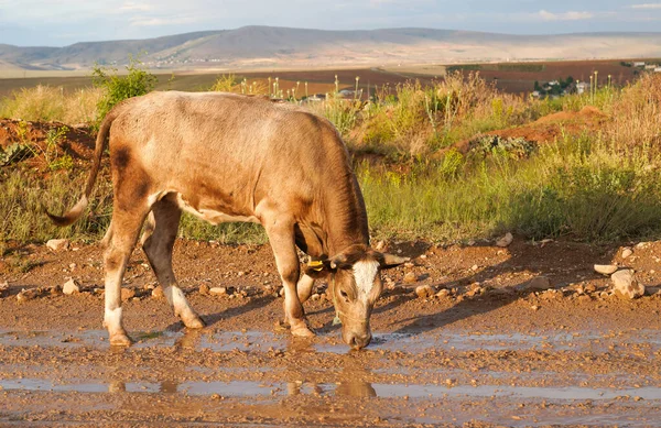 Коричнева Корова Брудну Воду Багнистій Землі — стокове фото