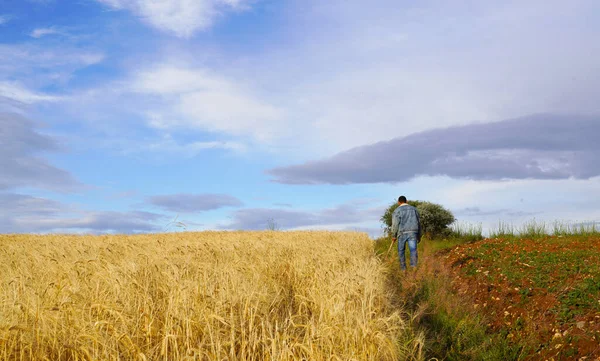 Homme Dans Prairie Blé Jaune Turquie Conception Conceptuelle Scène Agricole — Photo