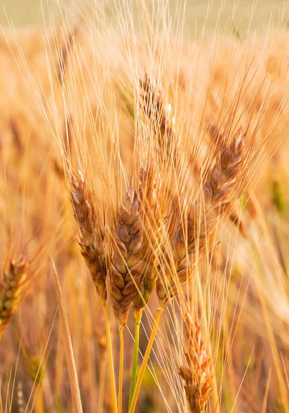 Золоте Пшеничне Поле Текстура — стокове фото