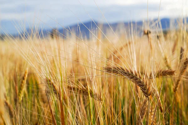 Campo Trigo Dourado Com Céu Azul Fundo — Fotografia de Stock