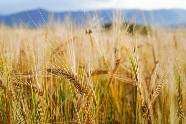 Campo Trigo Dourado Com Céu Azul Fundo — Fotografia de Stock