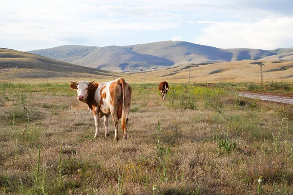 Rinder Weiden Auf Hügeln Kahramanmaras Türkei — Stockfoto