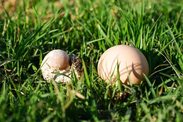 Relatively Small Chicken Egg Chicken Shit Compare Regular Chicken Egg — Stock Photo, Image