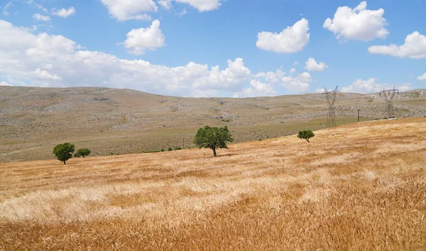 トルコ カフラママラの小麦畑 緑の木と曇りの空の風景 — ストック写真