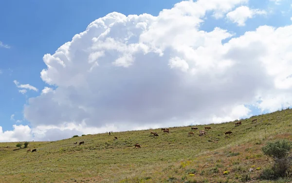 Vacas Montañosas Campo Kahramanmaras Turquía —  Fotos de Stock