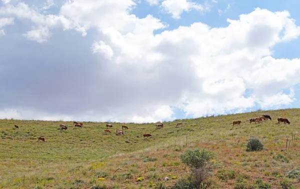 Горные Коровы Поле Кахраманмарас Турция — стоковое фото