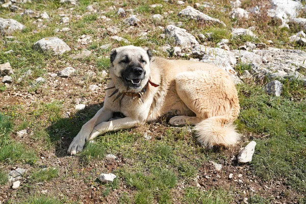 Anatolian shepherd dog with spiked iron collar lying on pasture. (Spiked iron collar   protects the necks of dog against wolf.