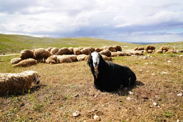 Коза Лежить Позі Вівчарка Лежить Фоні — стокове фото