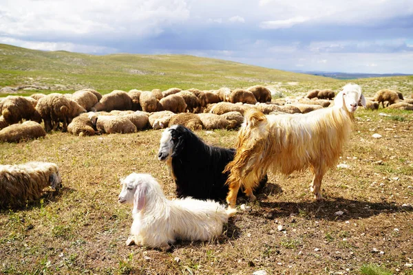 Getter Ligger Och Står Hållning Och Får Flock Ligger Bakgrunden — Stockfoto