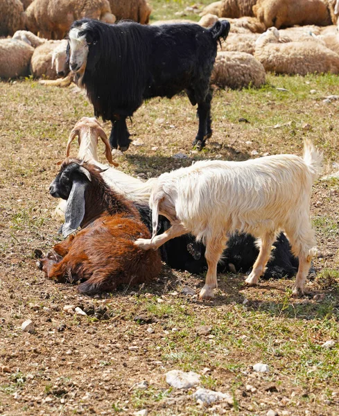 Goats are lying and standing on posture   and sheep herd lying in background