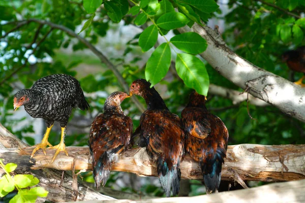 Mladé Barevné Slepice Volného Výběhu Sedící Větvi Stromu Pojem Líbání — Stock fotografie