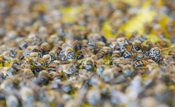 Selective Focus Working Bees Honey Cells — Stock Photo, Image