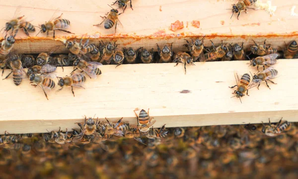 Bijen Die Aan Houten Lijsten Van Een Bijenkorf Werken Honing — Stockfoto