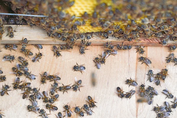 Bijen Die Aan Houten Lijsten Van Een Bijenkorf Werken Honing — Stockfoto