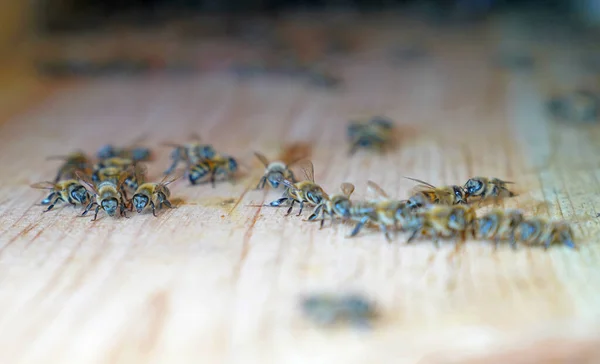 Bijen Lopen Rond Het Oppervlak Van Muur Van Korf Selectieve — Stockfoto
