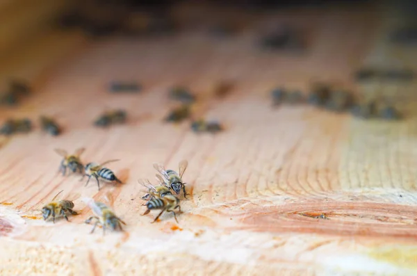 Bijen Lopen Rond Het Oppervlak Van Muur Van Korf Selectieve — Stockfoto