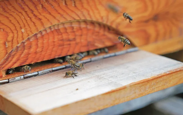 Bijen Die Bijenkorf Binnengaan Die Gemaakt Van Dennenbomen — Stockfoto