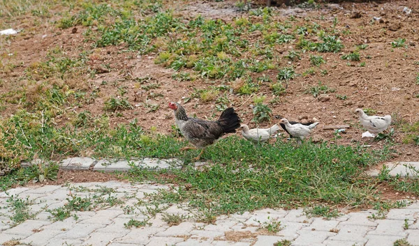 母鸡和小鸡在户外绿草上一连走了一圈 — 图库照片
