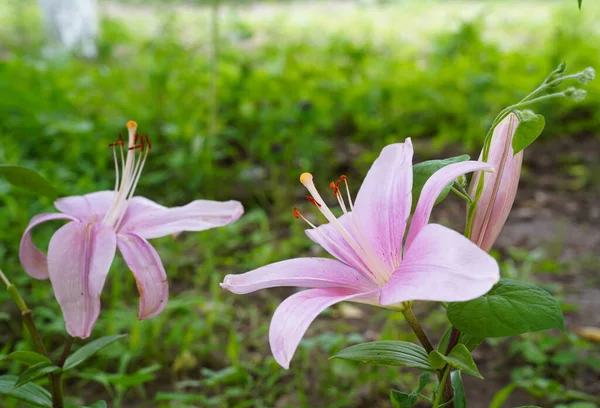 庭のピンクのユリの花 — ストック写真