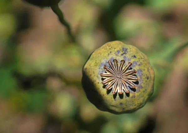 Top View Boll Seed Head Opium Poppy — Stock Photo, Image