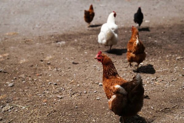 Bir tavuk sürüsü serbestçe dolaşıyor