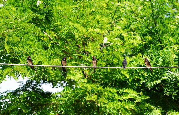 Baby Swallows Waiting Mom Wire Food Green Trees Background — Stock Photo, Image