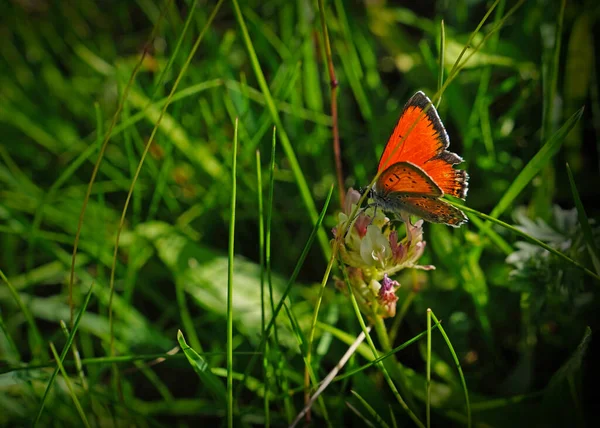Papillon Noir Craquelin Rouge Pot Assis Sur Herbe Verte — Photo
