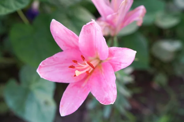 Fiori Giglio Rosa Giardino — Foto Stock