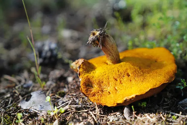 刚刚在土壤中发现了一个棕色的大蘑菇 — 图库照片
