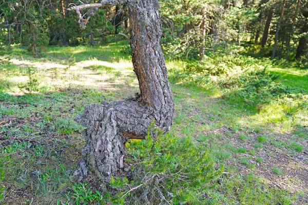 Lginç Biçimli Ağaç Gövdesi — Stok fotoğraf