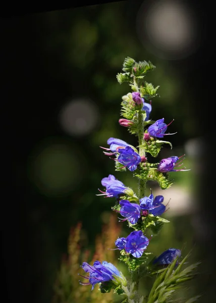 Echium Vulgare Conosciuto Come Vipere Bugloss Blueweed — Foto Stock