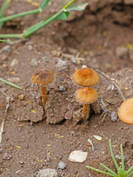 Wilde Paddestoelen Groeien Bos — Stockfoto