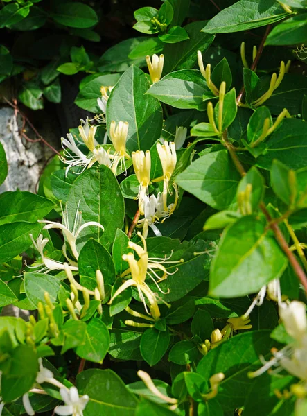 Lonicera Japonica Thunb Japanse Kamperfoelie Gele Witte Bloem Tuin — Stockfoto