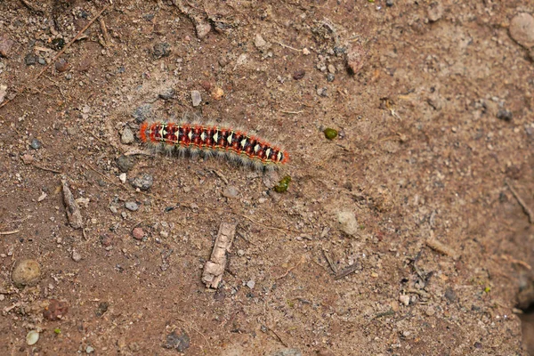 Caterpillar Den Gule Hale Møl Euprocsimilis - Stock-foto