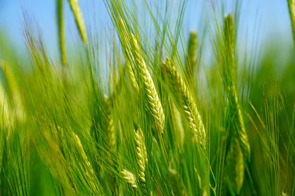 Зелена Пшениця Полі — стокове фото