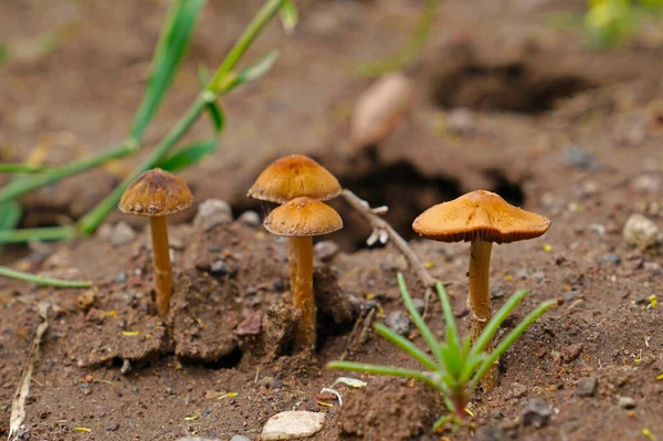 Funghi Selvatici Che Crescono Foresta — Foto Stock